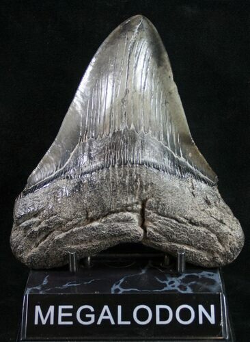 Megalodon Tooth #9424